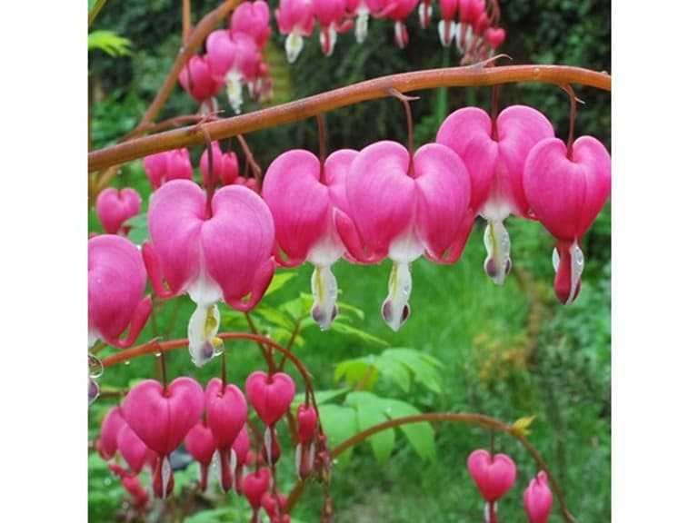 Old Fashioned Bleeding Hearts Flowers Pink- 4 Bulbs