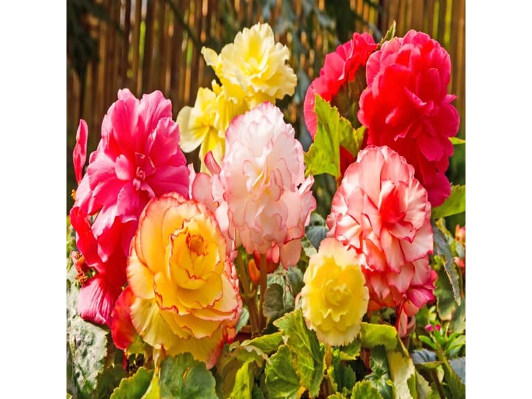Giant Begonia Mix - 3, 6 or 9 Bulbs
