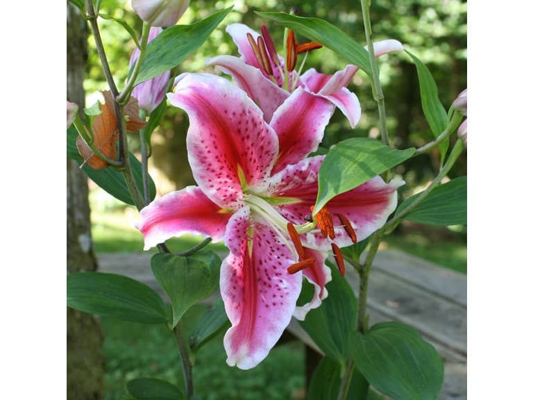Giant Stargazer Lily - 12 Bulbs