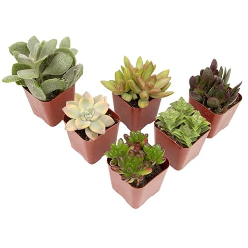 Succulents Plants Live (6PK) P...House Plant by Plants for Pets