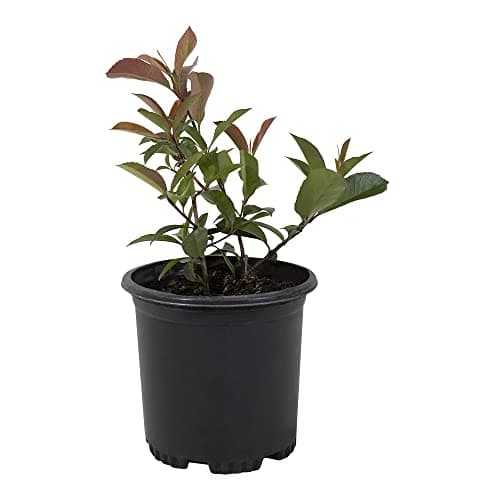 Red Tip Photinia Plants Live P...Trees Hedge by Plants for Pets