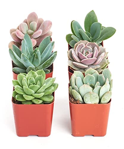 Shop Succulents | Radiant Rose... Succulents | Collection of 12