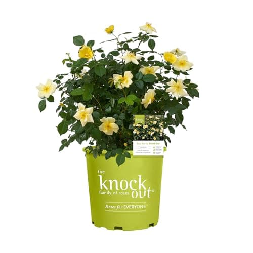 1 Gallon Easy Bee-zy Knock Out Rose