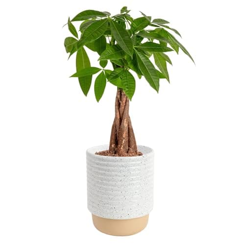12"-16" Costa Farms Money Tree Live Indoor Bonsai-Style Plant (Pachira Aquatica) $24.90