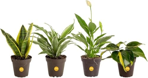 4-Pack Costa Farms Assorted Indoor House Plants $20.29 + Free Shipping