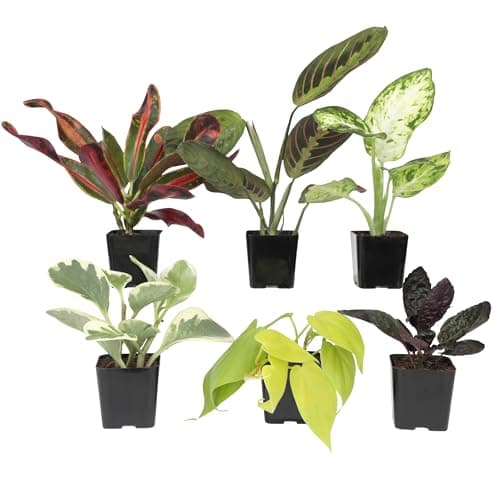 $17.74 | 6-Pack Plants for Pets Easy to Grow Houseplants at Amazon