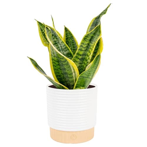 Costa Farms Snake Plant for $17 + free shipping w/ Prime