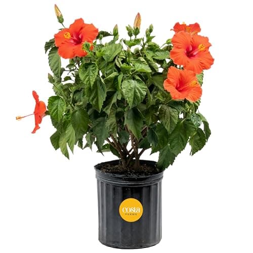 $25.99 | Costa Farms Live Tropical Hibiscus Bush, 2-3 Foot Tall at Amazon