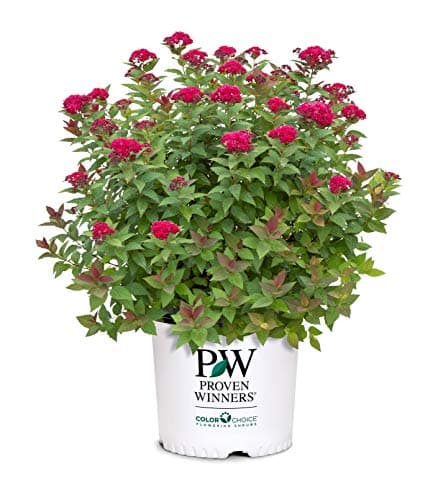 Proven Winners 2-Gallon Double Play Doozie Spirea Shrub for $26 + free shipping