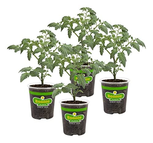 Bonnie PLANTS Husky Cherry Red... Bite Sized, Disease Resistant