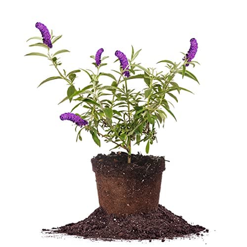 $19.99 | Perfect Plants Black Knight Butterfly Shrub 1 Gallon at Amazon