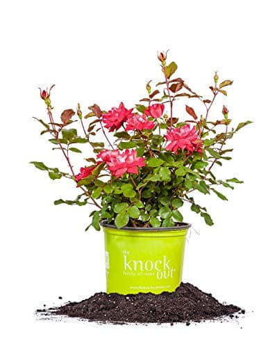 Perfect Plants Double Red Knoc...lon, Live Plant Planting Guide