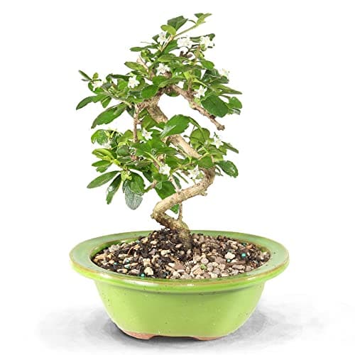 Brussel's Live Bonsai Tree w/ Ceramic Pot (6" to 8" Fukien Tea) $20 + Free Shipping w/ Prime or on $35+