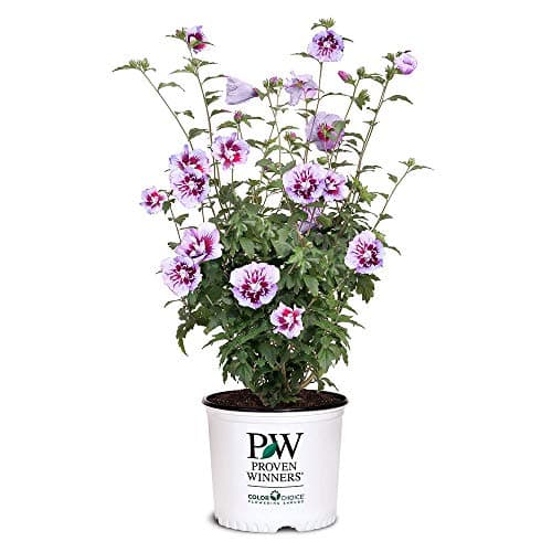 Proven Winners 2 Gal. Purple P...ose of Sharon (Hibiscus) Shrub