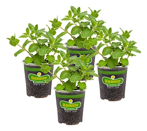 Bonnie Plants Sweet Mint Live ...ads, Garnish, Jelly & Desserts