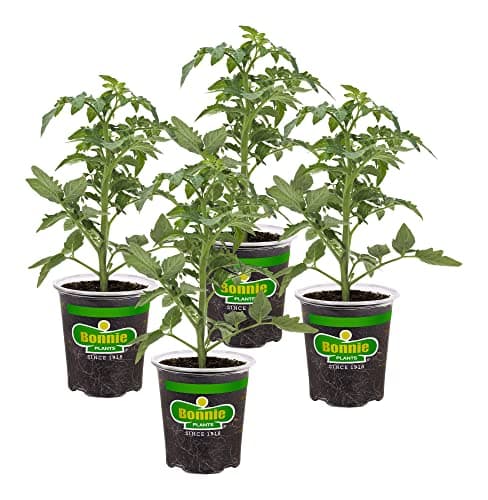 Bonnie Plants Red Beefsteak Tomato 19.3 oz. 4-pack