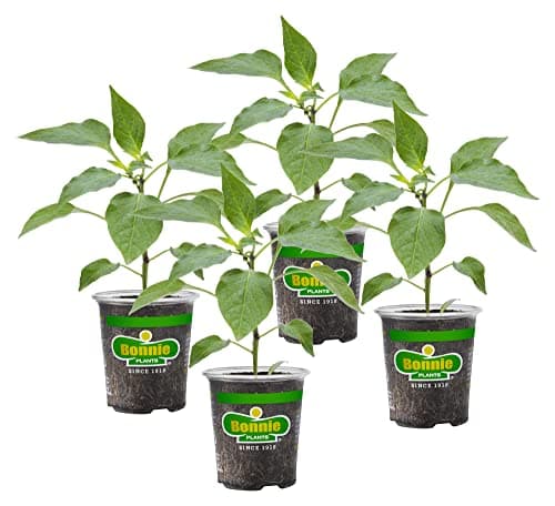 Bonnie Plants Green Bell Peppe...ants, 4.5 x 4 Inch Pepper Size
